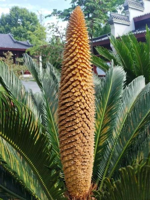 开金花是什么生肖，桂花飘香太监家铁树本期开金花是什么生肖