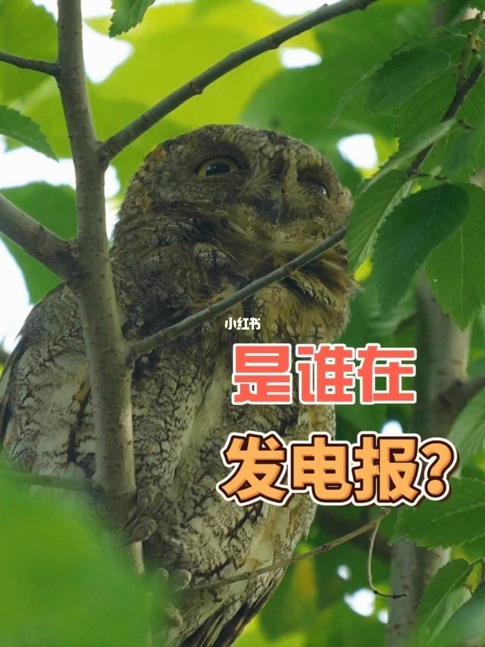 为什么总能听到电报声-为什么总能听到电报声呢