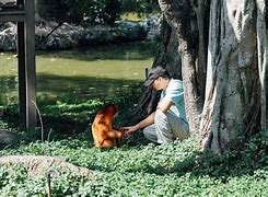 猴子电报员作者-猴子发电报原视频