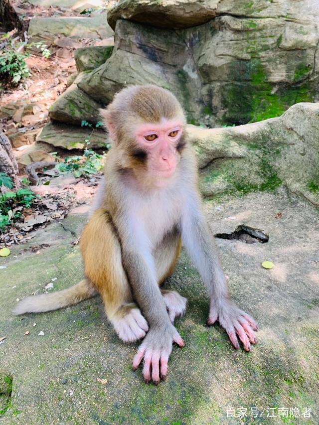 花果山电报猴无消音-花果山电报猴无消音原音