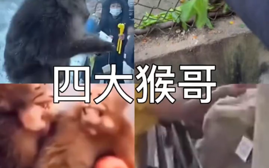 详细阅读:电报猴原声录音-电报猴的完整录音 电报猴原声录音-电报猴的完整录音