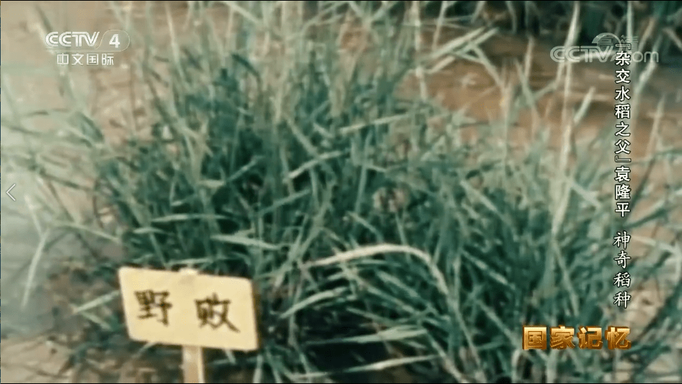 电报猴是第几集-电报猴原声无消音