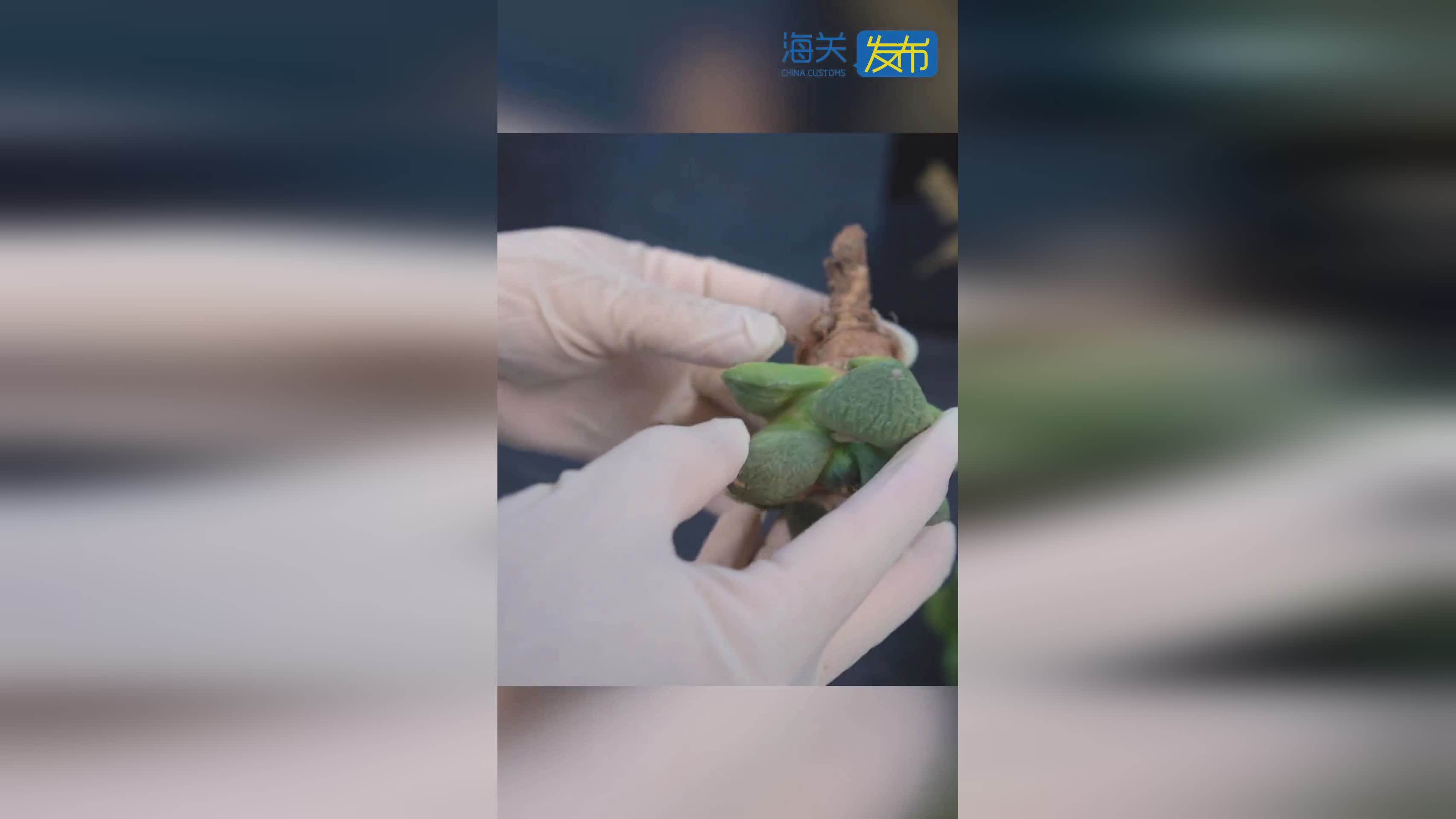 寄吃的会被海关扣了，寄吃的会被海关扣了吗