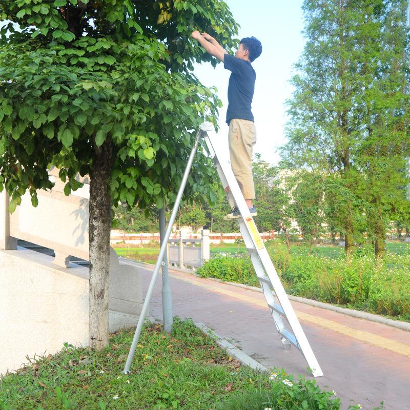 详细阅读:果树专用梯子图片,果树专用梯子图片大全 果树专用梯子图片,果树专用梯子图片大全