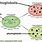 plastoglobuli，plastoglobulin