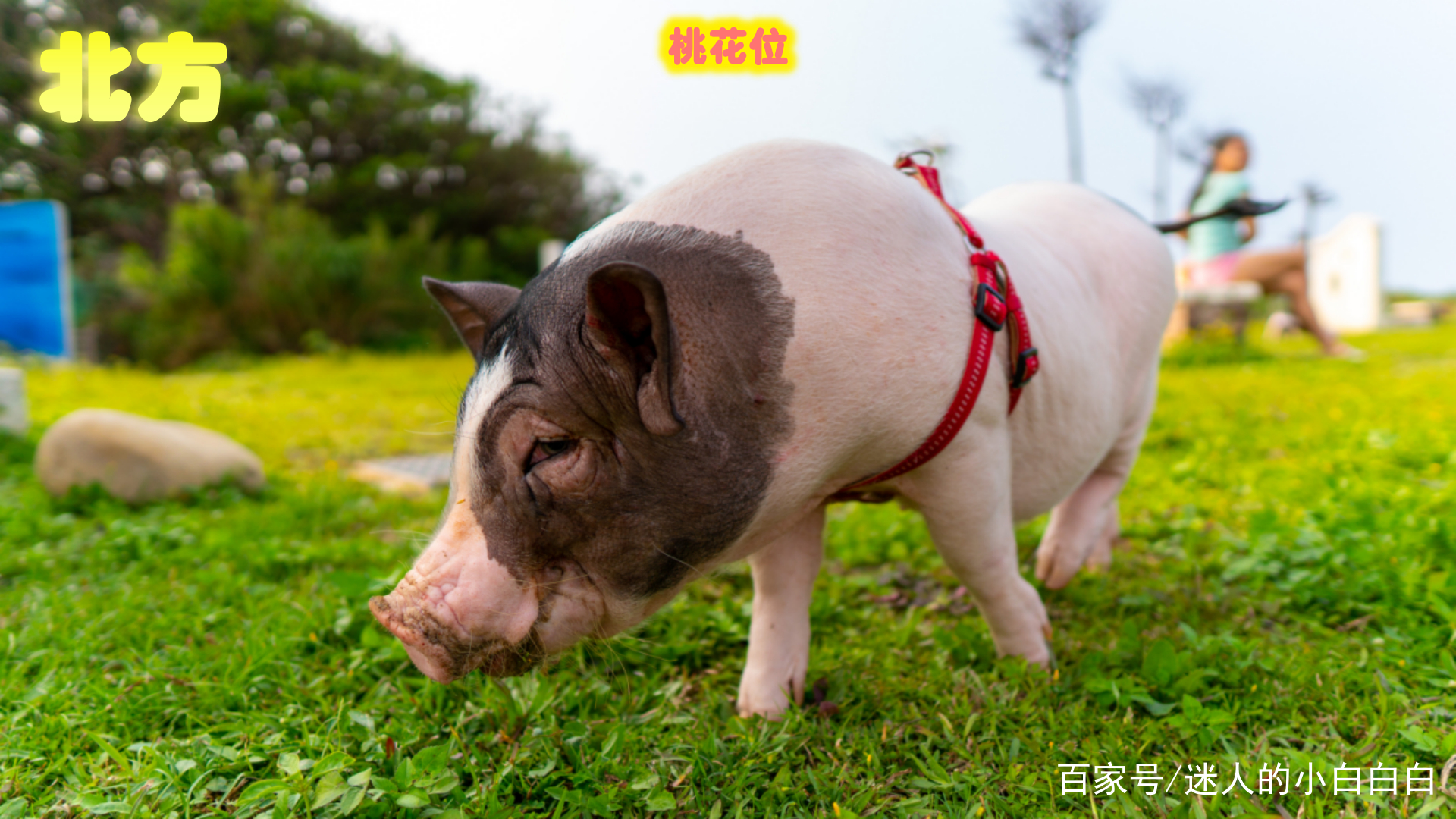 包含元帅打一正确动物数字的词条