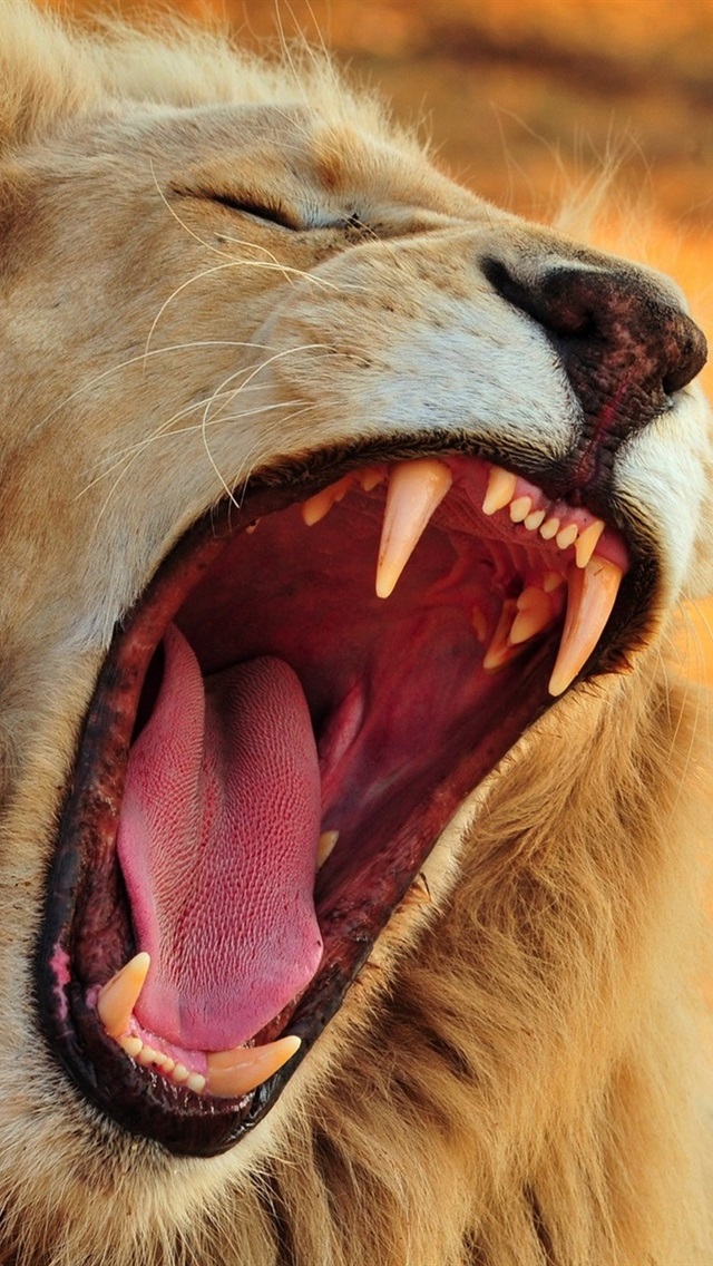 买了个狮子牙被海关扣了，买了个狮子牙被海关扣了怎么办